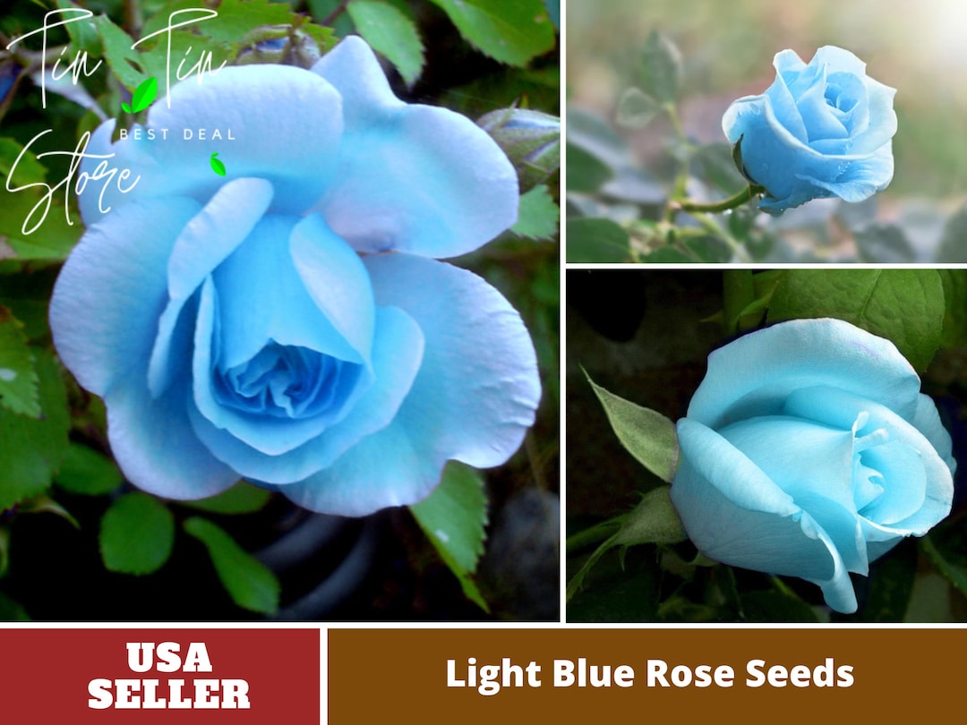 30 Rare Seeds Light Blue Rose Seedsperennial authentic Etsy