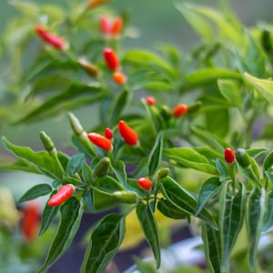 Semillas de chile picante Bird’s Eye – Variedad tailandesa picante – Capsicum frutescens – Picante tradicional – 35 semillas – Sin OMG – 6039 imagen 16
