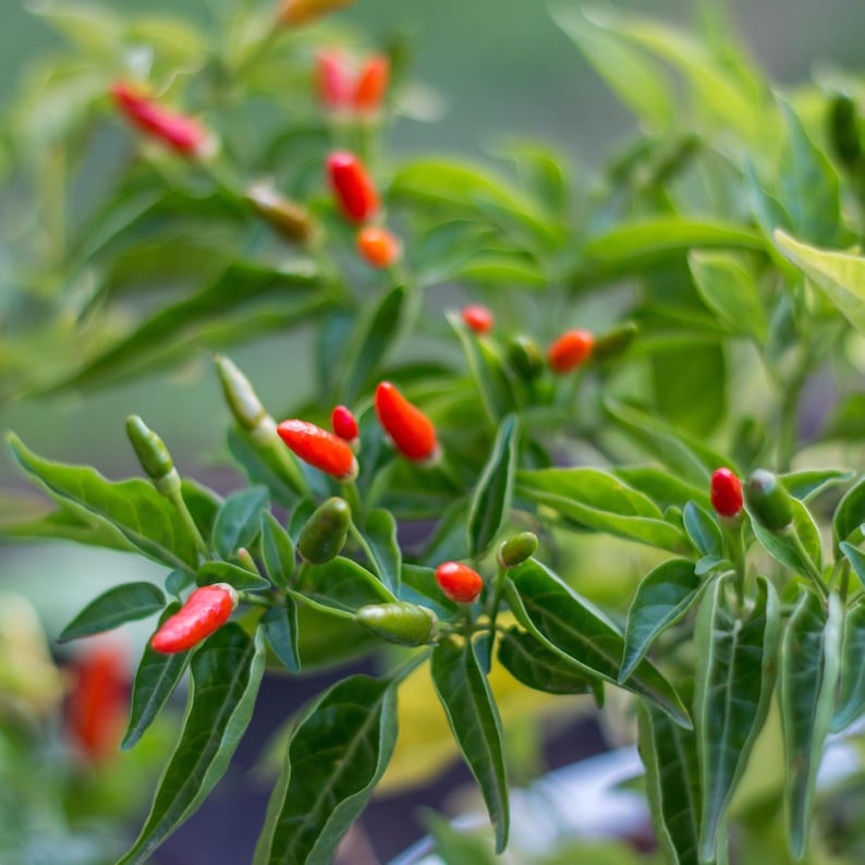 Semillas de chile picante Bird’s Eye – Variedad tailandesa picante – Capsicum frutescens – Picante tradicional – 35 semillas – Sin OMG – 6039 imagen 16