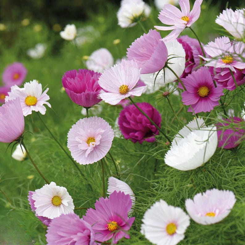 May include: A cluster of cosmos flowers in shades of white, light pink, and deep magenta, each featuring delicate, ruffled petals and a bright yellow center, growing on thin green stems amidst fine, feathery foliage in a natural garden setting.