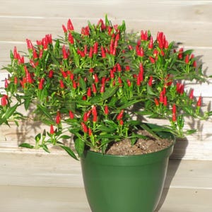 Semillas de chile picante Bird’s Eye – Variedad tailandesa picante – Capsicum frutescens – Picante tradicional – 35 semillas – Sin OMG – 6039 imagen 12