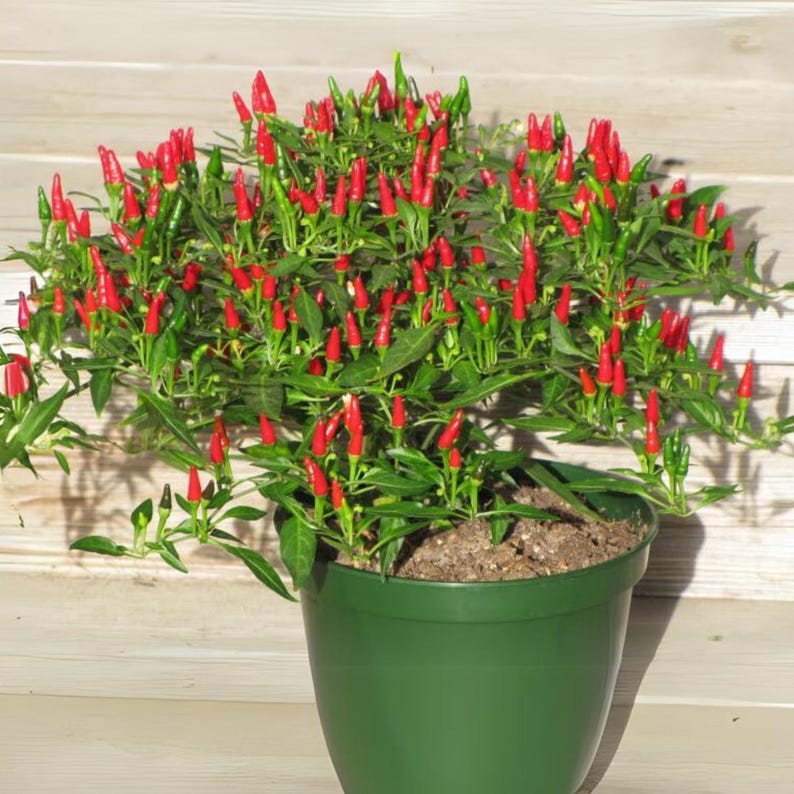 Semillas de chile picante Bird’s Eye – Variedad tailandesa picante – Capsicum frutescens – Picante tradicional – 35 semillas – Sin OMG – 6039 imagen 12