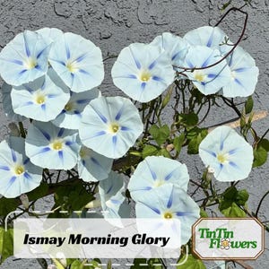 May include: A cluster of light blue morning glory flowers with dark blue stripes on a vine. The flowers are in bloom and have a delicate, feminine appearance. The text "Ismay Morning Glory" is visible at the bottom of the image.