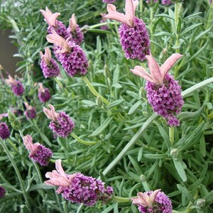 Pode incluir: Um close-up de uma planta de lavanda com v&aacute;rias flores roxas em flor. A planta tem folhas verdes e est&aacute; crescendo em um jardim.