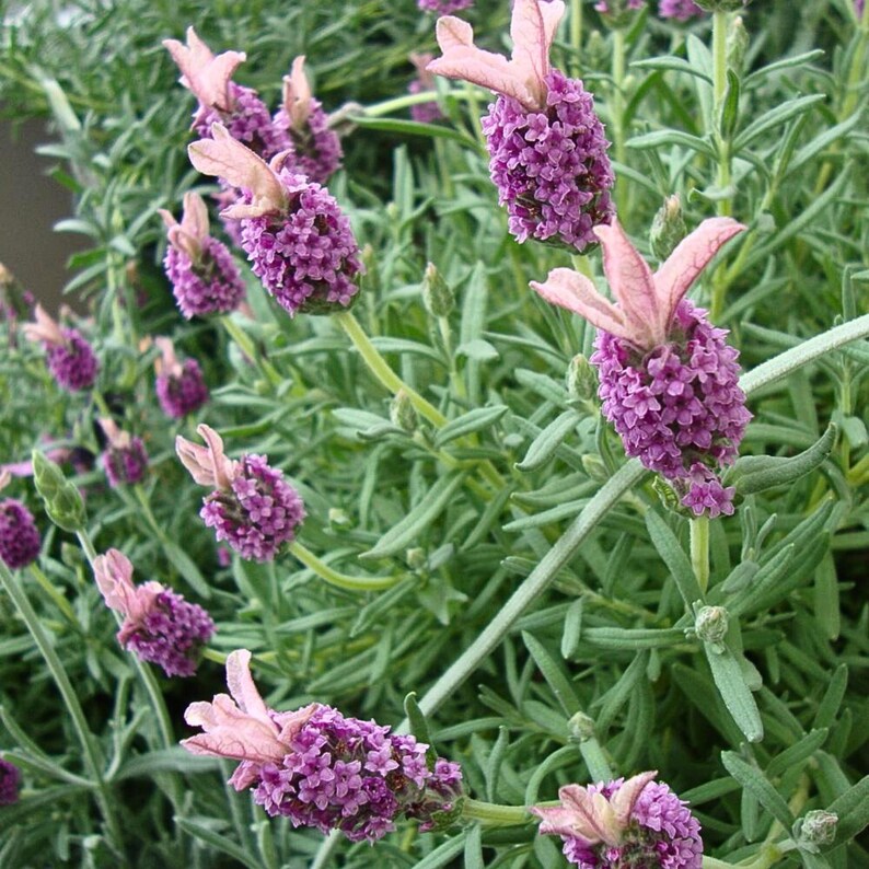 Pode incluir: Um close-up de uma planta de lavanda com v&aacute;rias flores roxas em flor. A planta tem folhas verdes e est&aacute; crescendo em um jardim.