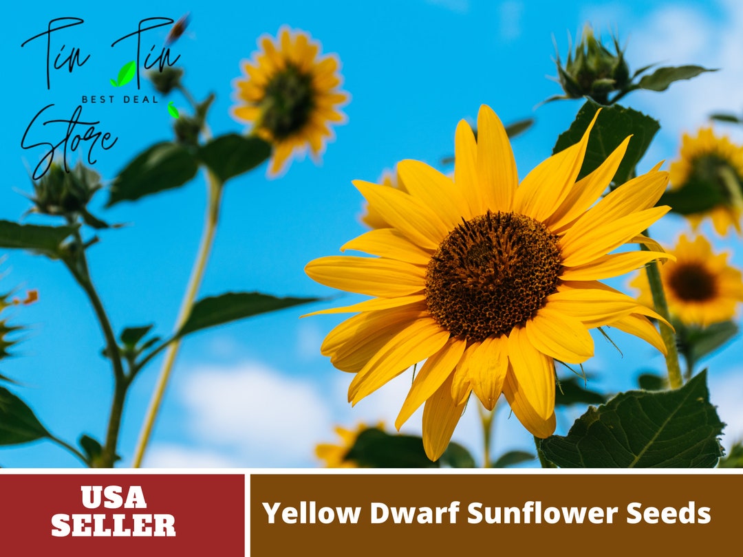 25 Seedsyellow Dwarf Sunflower Seeds annualsauthentic Seedsflowers organic. Non GMO vegetable