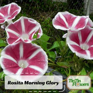 30s|Rosita Mix Morning Glory Seeds -Authentic Seeds-Perennial-Ipomoea-Fast Growing-Self-Pollinating-Plant in Summer/Early Fall-.B3G1#F008