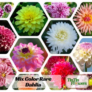 40+  Mix Color Dahlia Seeds - Pollinator Friendly- Open Pollinated - Heirloom - Flower Seeds - Mix Seeds to Plant #D027