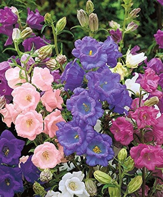300 Cup and Saucer Bell Flower Seeds Etsy