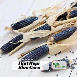 May include: Several ears of Flint Hopi Blue Corn are displayed, showcasing their deep blue kernels. The corn is partially wrapped in dried, beige husks and stalks. The text "Flint Hopi Blue Corn" is visible in a white box.
