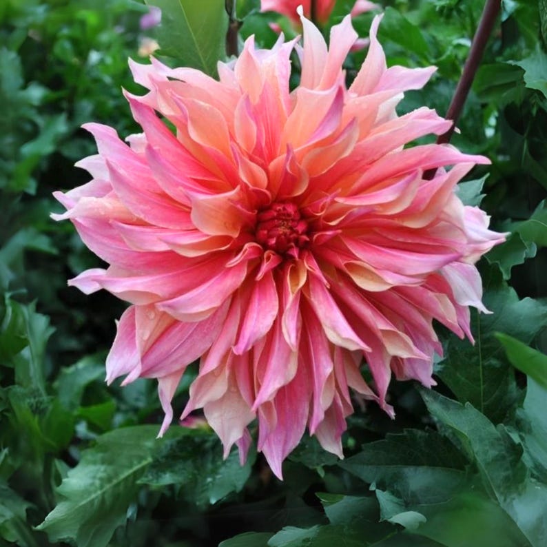 40+ Labyrinth Dahlia Seeds - Pollinator Friendly- Open Pollinated - Heirloom - Flower Seeds - Mix Seeds to Plant - .#D013 image 11