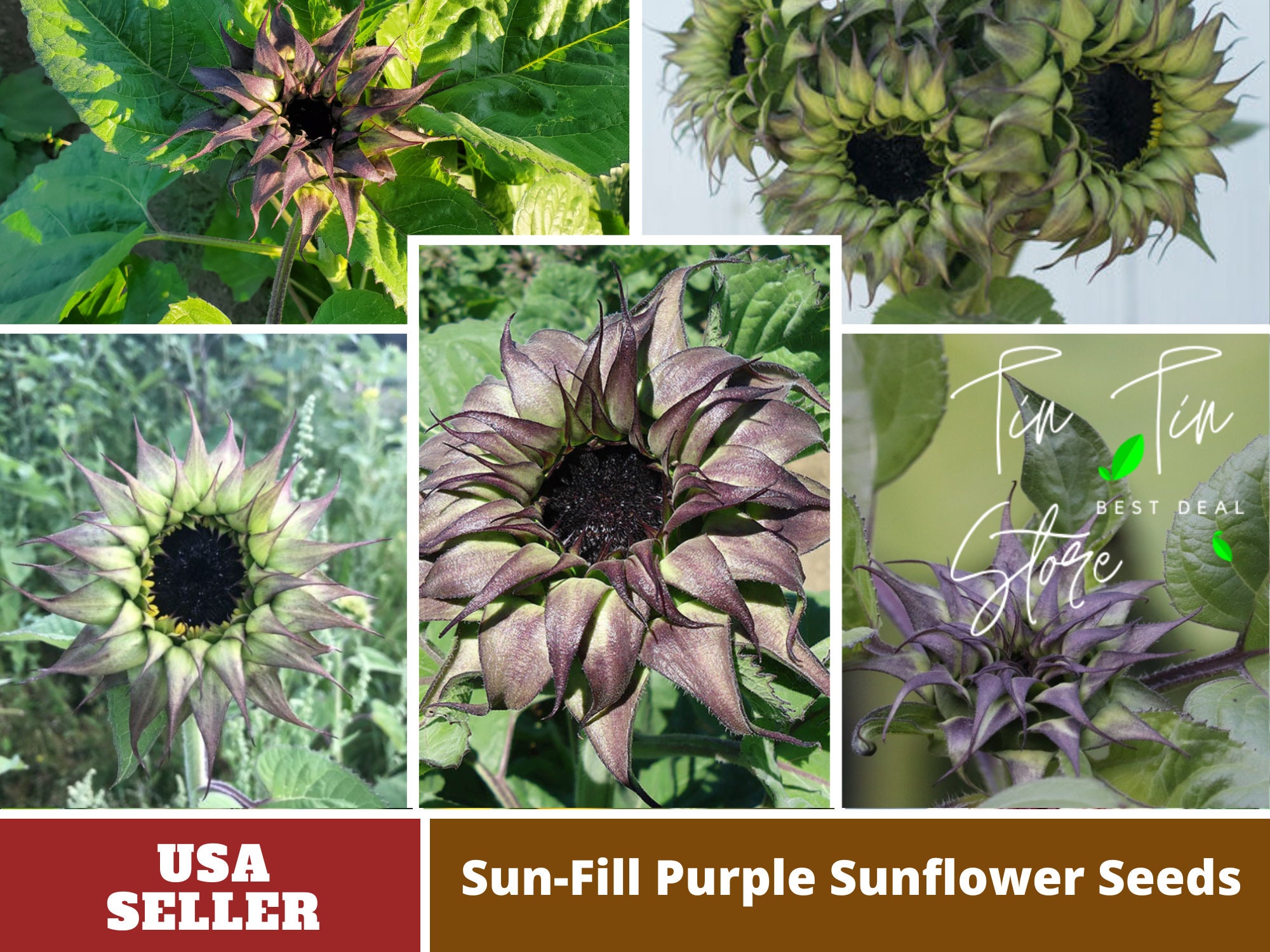 ひまわり の たね 漫画