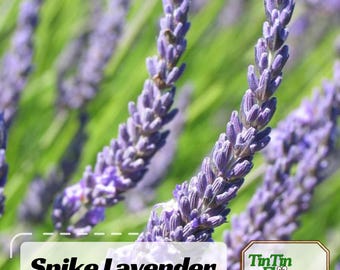 May include: Close-up of purple lavender flowers in bloom. The flowers are arranged in spikes and have a delicate, fragrant aroma. The background is a field of green grass.