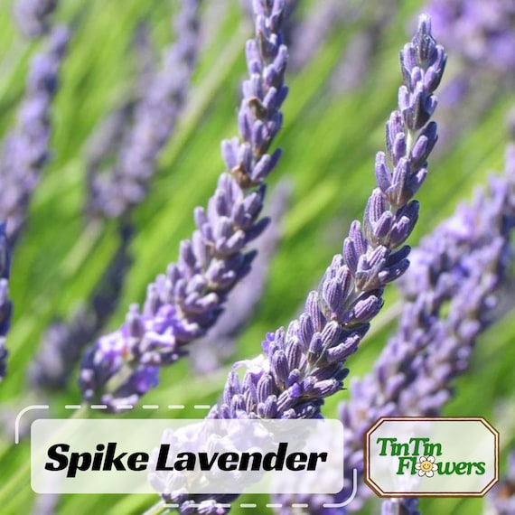 100+ Spike Lavender Seeds - Perennial - Authentic Seeds - Cold Resistant -  Self-pollinating - Plant in 3 Seasons - . #C006 - Etsy Israel