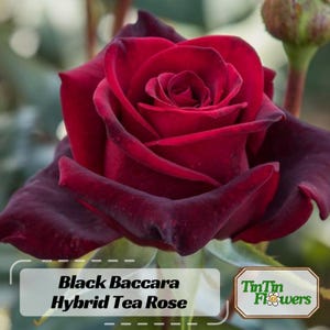 Semi Di Rosa Nero Baccara Ibrida - ADB Inc, Per Arbusti Da Fiore, Colore Nero Intenso