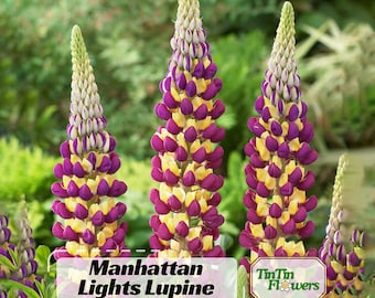 Manhattan Lights Lupine Seeds -Lupinus - Bluebonnet- Lupin-Heirloom Flower - Native Wildflower - Pollinator Friendly