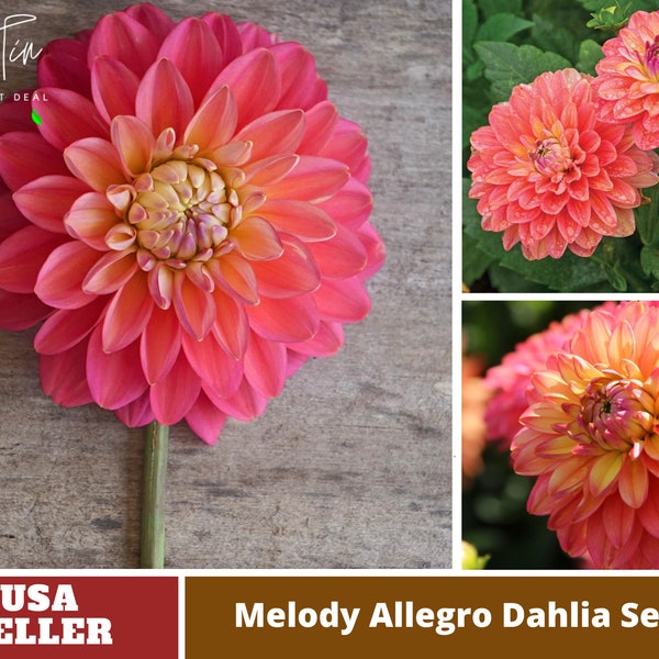 Melody Allegro Dahlia Seeds-Perennial -Authentic Seeds-Flowers -Organic. Non GMO -Vegetable Seeds-Mix Seeds for Plant-B3G1#D074