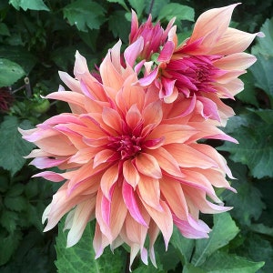 May include: A large, pink and peach dahlia flower with a red center. The flower is in full bloom and has many petals.