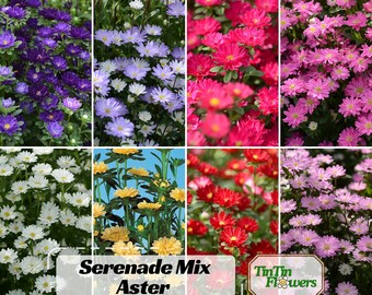 Serenade Mix Aster Seeds  - Callistephus Chinensis - Asteraceae-Seed for Flower Gardens & Pollinator Butterflies