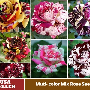 Muti- color Mix Rose Seeds - Perennial -Authentic Seeds-Flowers -Organic. Non GMO -Vegetable Seeds-Mix Seeds for Plant-B3G1#1060