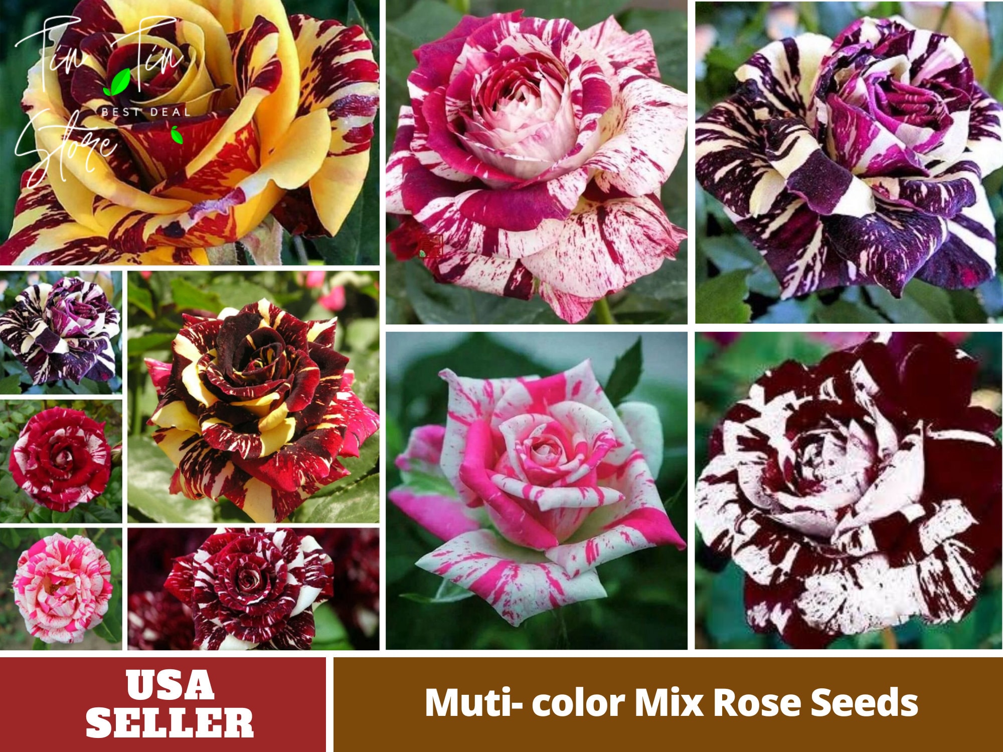 30 Seeds| Muti- color Mix Rose Seeds - Perennial -Authentic Seeds-Flowers -Organic. Non GMO -Vegetable Seeds-Mix Seeds for Plant-B3G1#1060