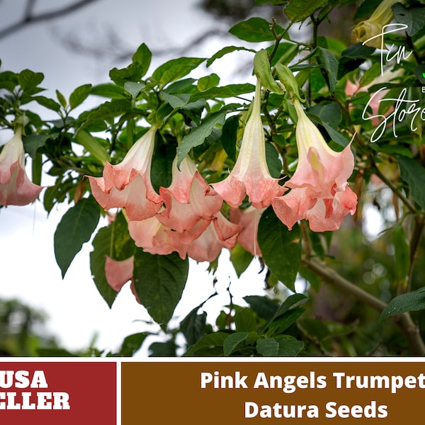 Pink Agel's Trumpet Datura Seeds-Perennial -Authentic Seeds-Flowers -Organic. Non GMO -Mix Seeds for Plant-B3G1#G002