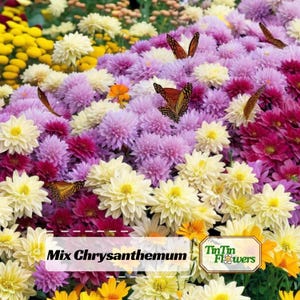 50s Chrysanthemum Seeds Mix | Vibrant Garden Blooms, Pollinator-Friendly