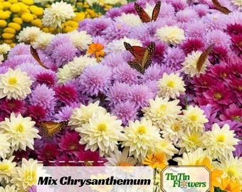 50s Chrysanthemum Seeds Mix | Vibrant Garden Blooms, Pollinator-Friendly