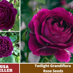 Twilight Roses