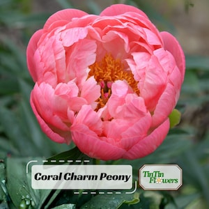 Coral Charm Peony Seeds -Perennial - Paeonia - Attract butterflies - Open-Pollinated -  - Heirloom