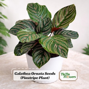Pinstripe Plant Seeds – Calathea Ornata – Tropical Indoor Houseplant – Pink Striped Leaves – Rare Foliage Plant Easy to Grow