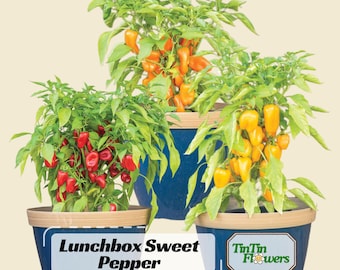 Lunchbox Sweet Pepper Seeds – Heirloom  Non-GMO Mini Bell Peppers, Colorful Crunchy Snack, Easy to Grow- Sweet Peppers