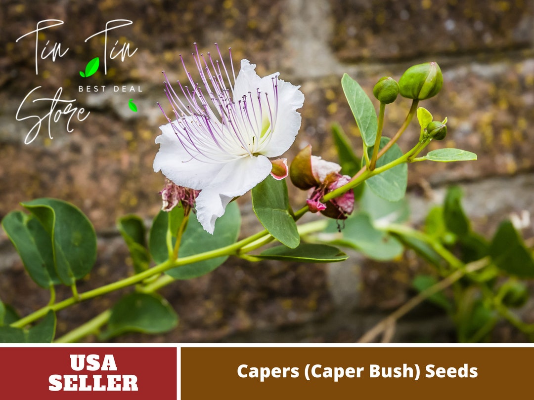 12 Seeds Capers caper Bush Seedsvegetable Asian Garden Organic