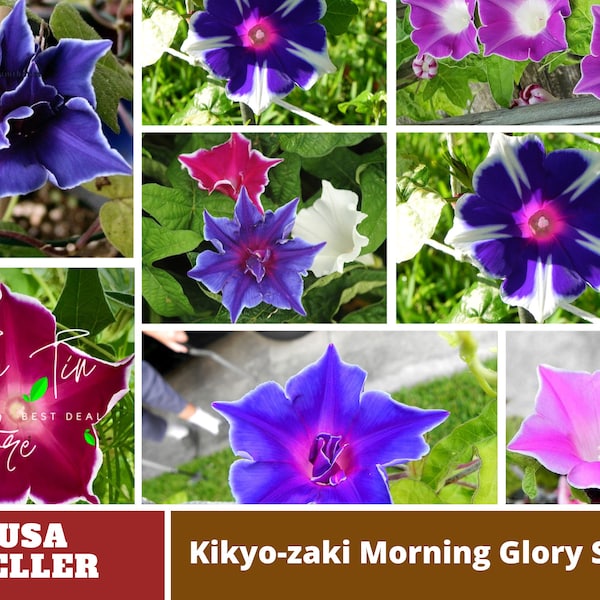 Kikyo zaki Mix Morning Glory Seeds - Authentic Seeds-Flowers- Organic -Herb seeds-Seeds-Mix Seeds for Plant- B3G1#F009-