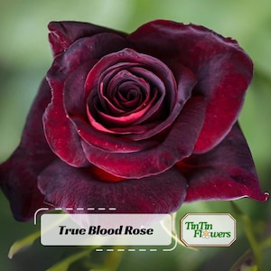 30+ True Blood Rose Seeds - Perennial - Authentic Seeds - Mix Seeds - Late Winter to Early Spring Planting Time #1078