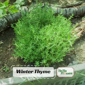 May include: A vibrant green winter thyme plant, densely packed with small leaves, growing in dark soil. The image includes the text "Winter Thyme" in a white rectangle, and the logo "TinTin Flowers".