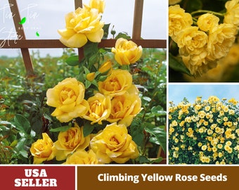 Yellow Climbing Rose Seed- Perennial -Authentic Seeds-Flowers-Organic. Non GMO -Vegetable Seeds-Mix Seeds for Plant-B3G1#1063.