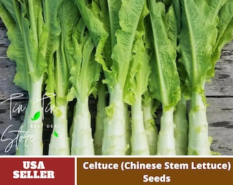 25 Seeds| Celtuce (Chinese Stem Lettuce) Seeds -Perennial -Authentic Seeds-Organic. Non GMO -Vegetable Seeds-Mix Seeds for Plant-B3G1#7026