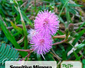 Sensitive Mimosa Seeds - Air Purifying - Flowering - Fast Growing - Potted - Evergreen - Plant in Spring or year-round indoors #80