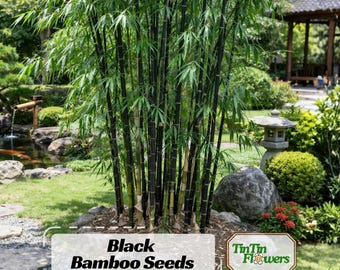 May include: A cluster of black bamboo stalks with green leaves. The image features a garden setting with a pond, stone path, and a pagoda in the background. Text on the image reads "Black Bamboo Seeds" and the logo for "TinTin Flowers."