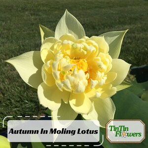 5+ Rare Seeds| Red Light 15 Lotus Seeds - Indian Lotus (Nelumbo nucifera) Seeds - Red Lotus Seeds For Pond - Cold Resistant - Potted #Q060