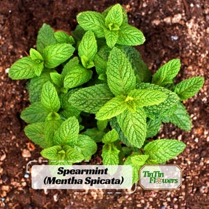 Spearmint (Mentha Spicata) Seeds – Fragrant Perennial Herb – Fresh Tea & Culinary Garden Mint (Salads and Fresh Cooking)