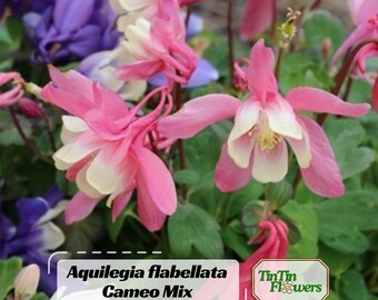 Aquilegia flabellata Cameo Mix Seeds –  Aquilegia flabellata Dwarf Bicolor Flowers - Plant in Late Summer to Early Fall