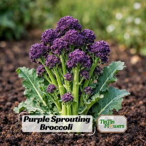 May include: A close-up of purple sprouting broccoli growing in soil. The broccoli has vibrant purple florets and green stalks and leaves. The text "Purple Sprouting Broccoli" is displayed on a white label.