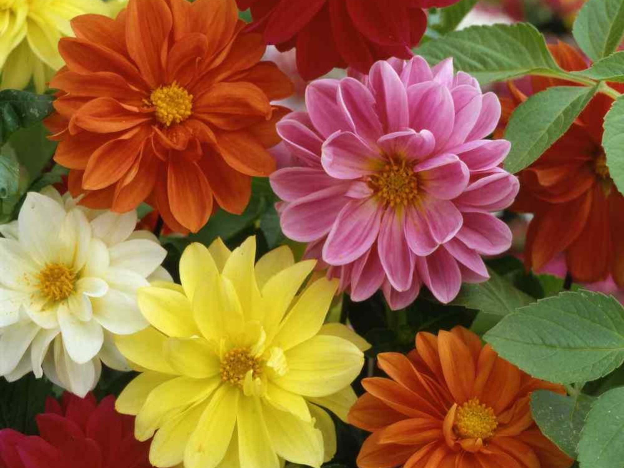 40 Seeds Unwins Bedding Mix Seed Dahlia Seedsperennial Etsy