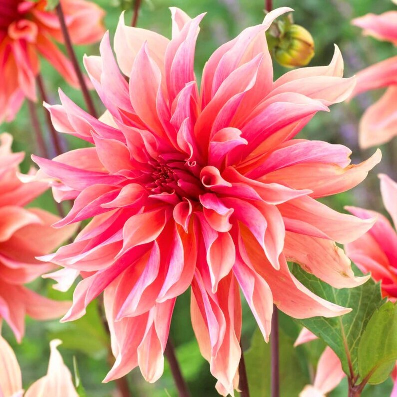 40+ Labyrinth Dahlia Seeds - Pollinator Friendly- Open Pollinated - Heirloom - Flower Seeds - Mix Seeds to Plant - .#D013 image 13