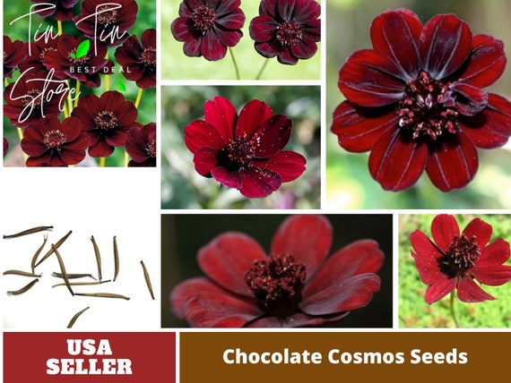 50 graines-Futaba Rare Chocolate Cosmos Flower Seed - Etsy France