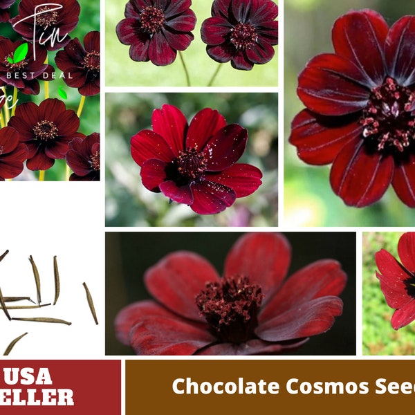 Futaba Rare Chocolate Cosmos Flower Seed #L017-Authentic Seeds-Flowers-Cosmos seeds-Herb-Vegetable Seeds-Mix Seeds for Plant- B3G1