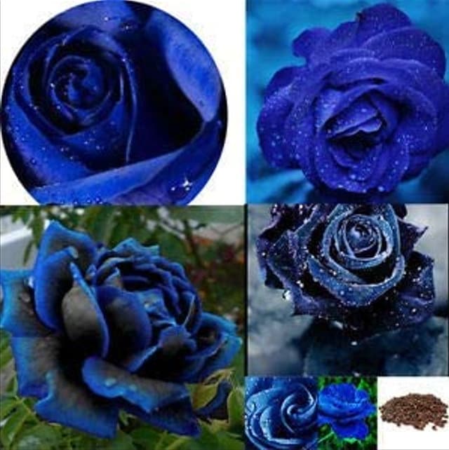 30+ Midnight Blue Supreme Rose Seeds -Perennial-Authentic Seeds