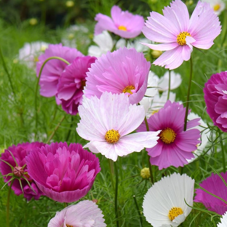 May include: A cluster of cosmos flowers in various shades of pink, magenta, and white, each featuring delicate, thin petals and a prominent yellow center. The flowers are supported by slender green stems and surrounded by fine, feathery green foliage.